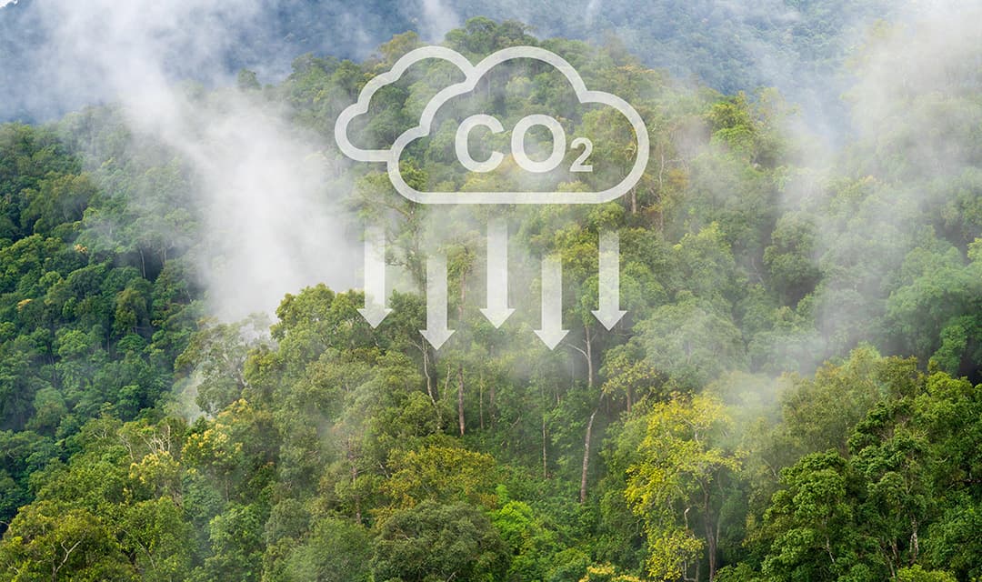 Forest protection and reforestation projects