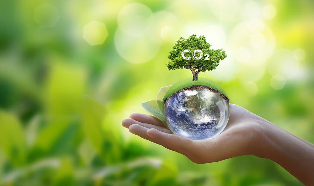 Tree planting and reforestation initiatives